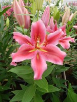 [4277 Peter Schenk Mak No02.JPG]